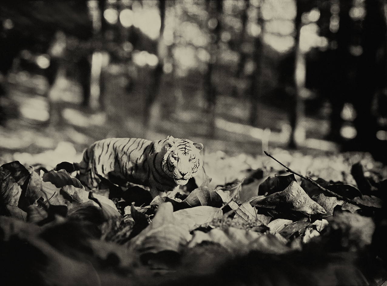 Tiger Hallerbos Belgium